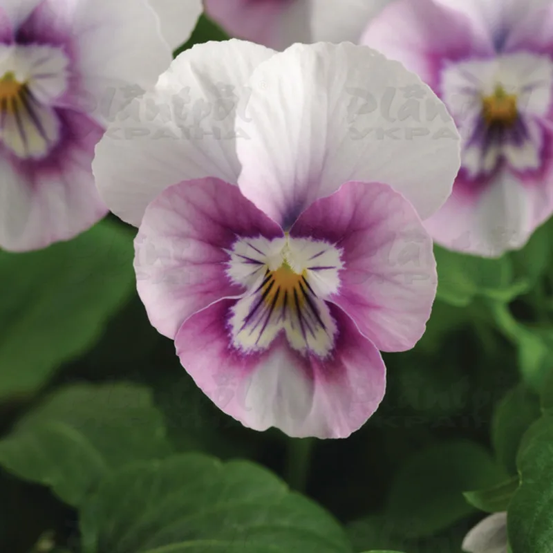Фото 2