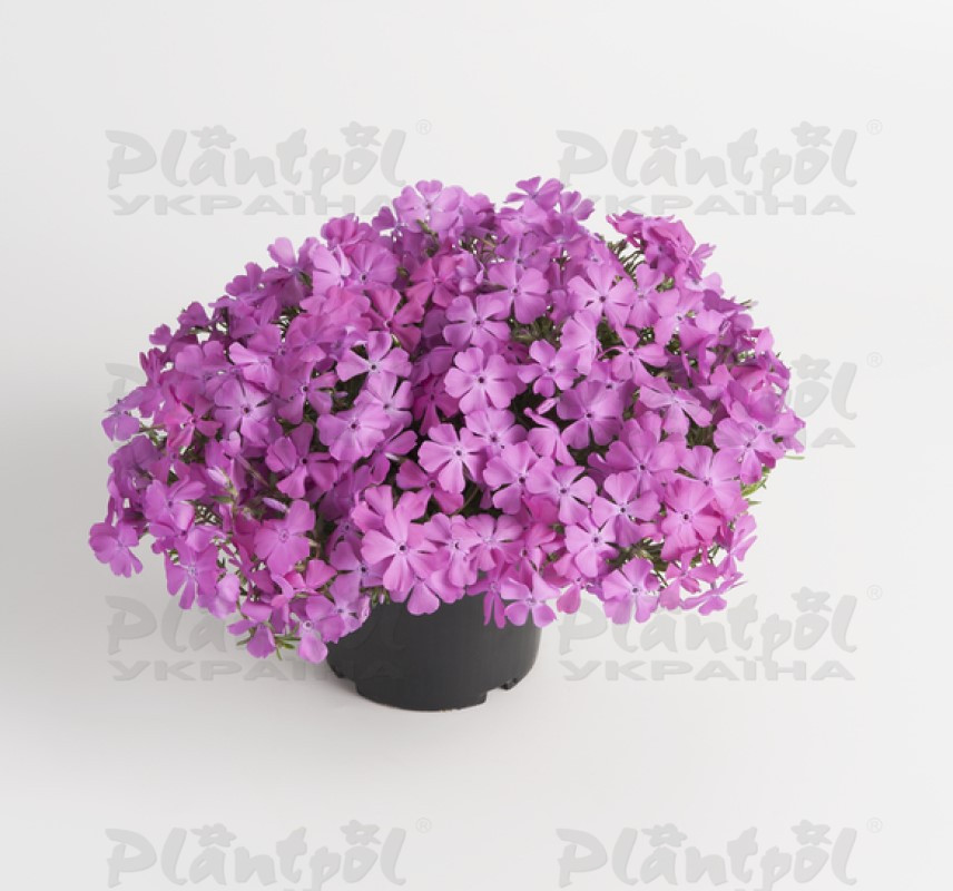 Флокс subulata McDaniel's Cushion (180 палета/Florensis)