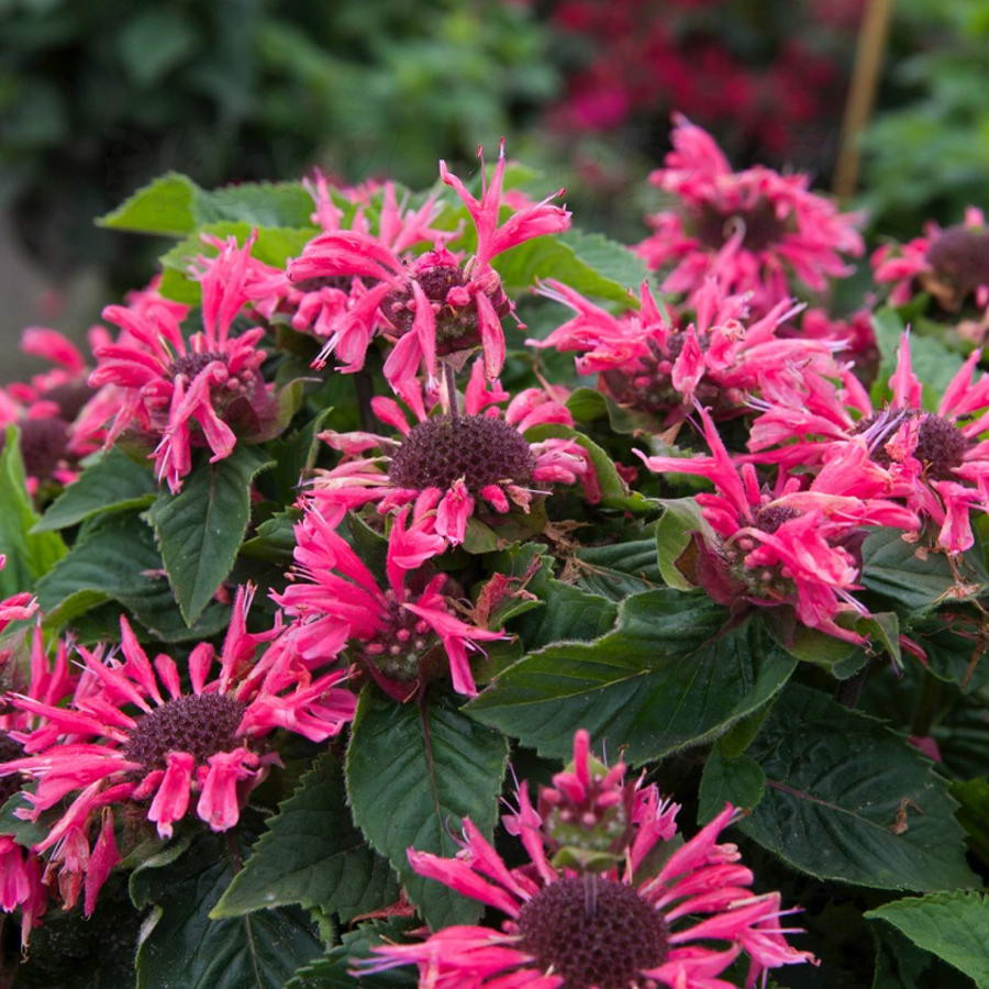 Монарда Bee-Merry (Vitroflora)