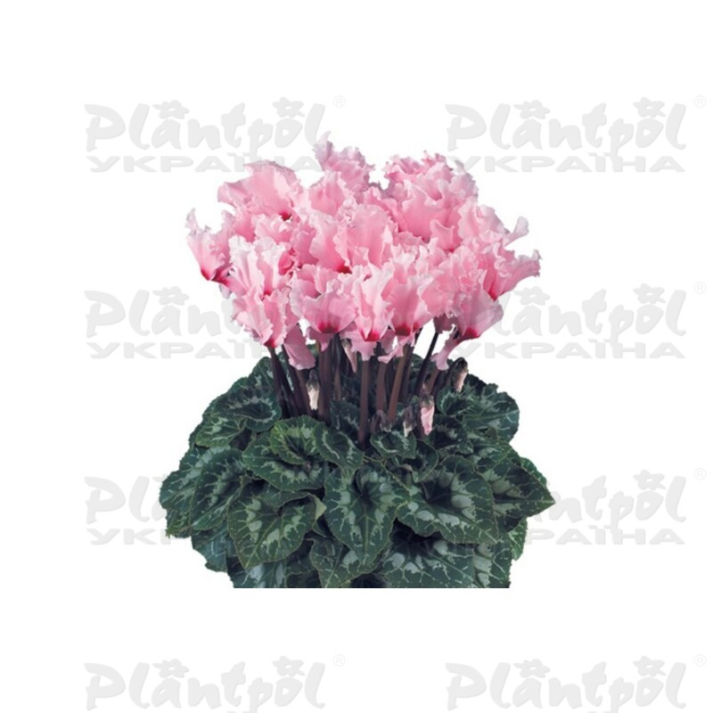 Цикламен Halios Curly Rose Clair Oeil Magenta (Light Pink with Red Eye)