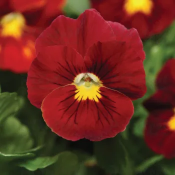 Фото 2