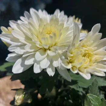 Фото 6