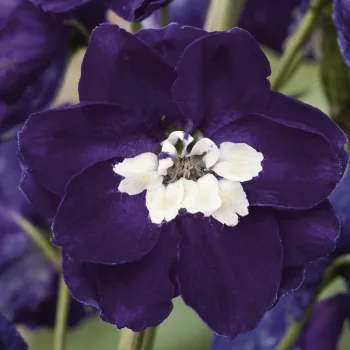 Фото 2