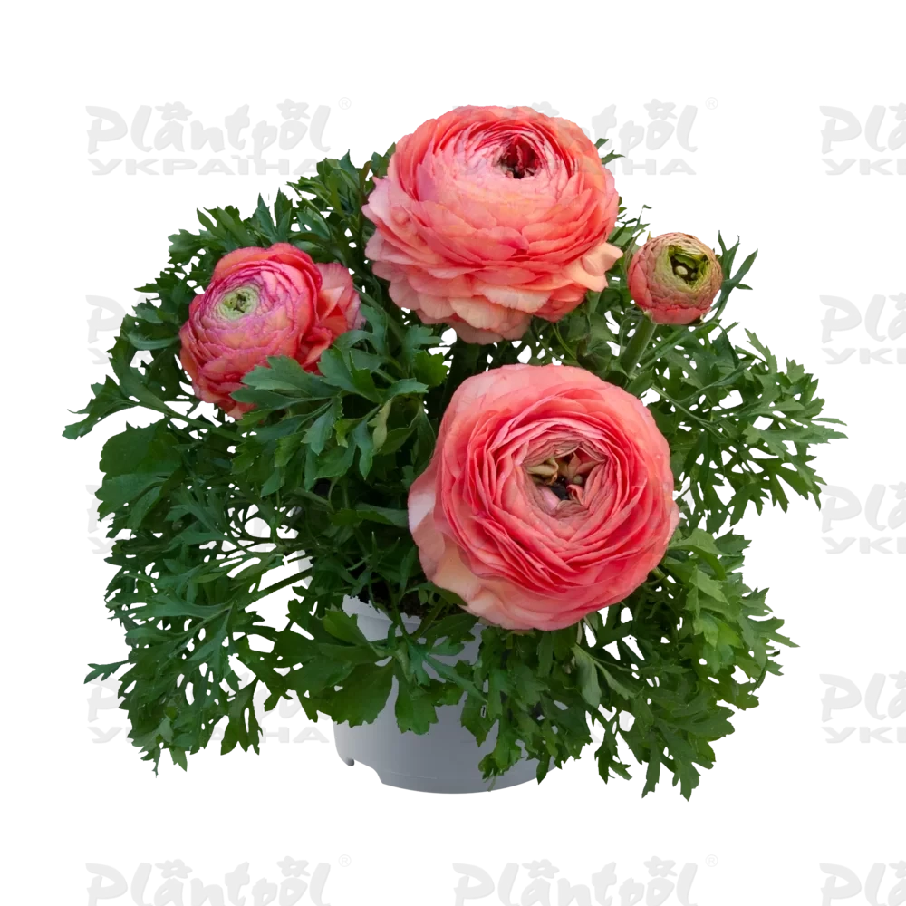 Жовтець Ranunculus Vortex F1 Champagne Rose (180 палета/Florensis)