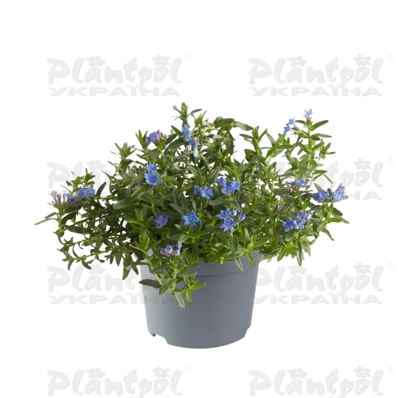Літодора Heavenly Blue (Florensis)