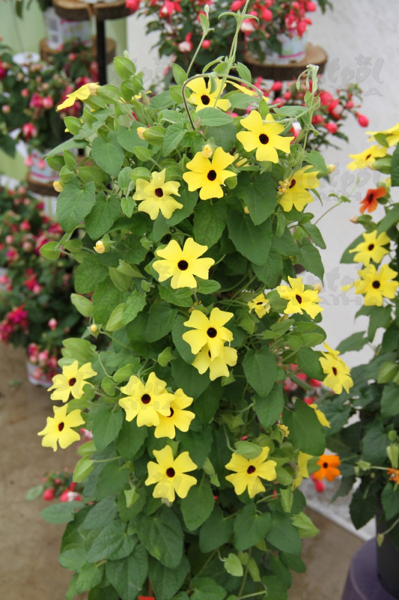 Тунбергія SunEyes Yellow (84 палета/Florensis)