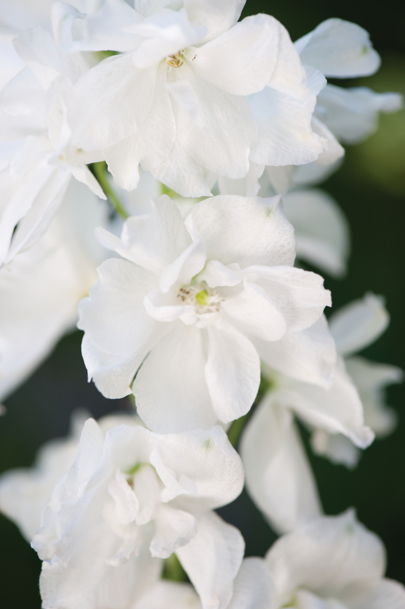 Дельфініум Magic Fountain White (84 палета/Florensis)