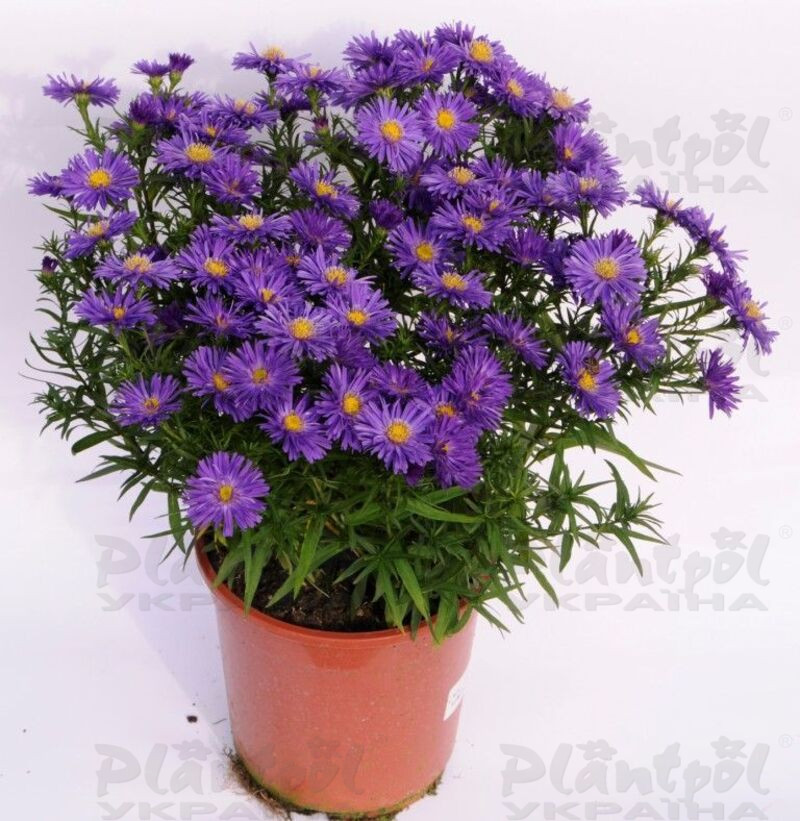 Aйстра Blue Lapis (Plantpol)
