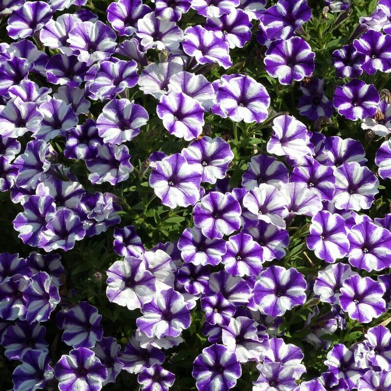 Петунія Supertunia Bluberry Star
