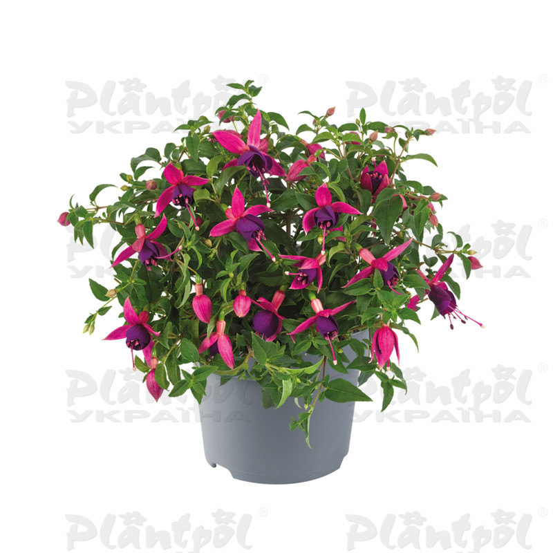 Фуксія Windchimes Pink & Purple