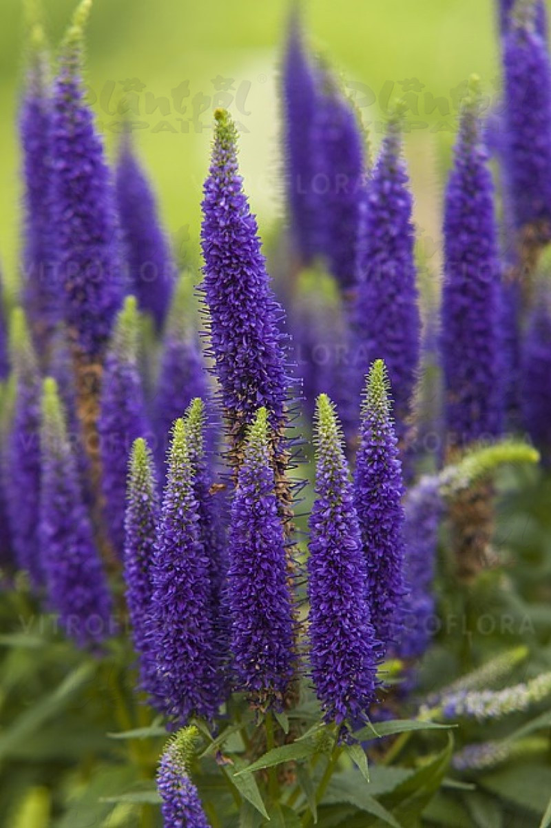 Вероніка Royal Candles (Vitroflora)