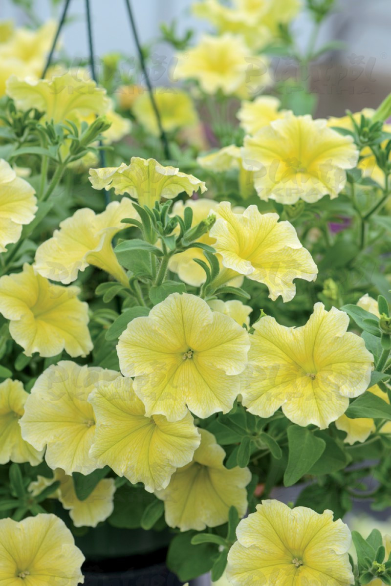 Петунія Fanfare Deep Yellow (Florensis)