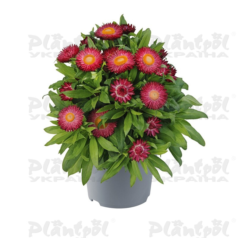 Брактеанта Bracteata Crispy Magenta (84 палета/Florensis)