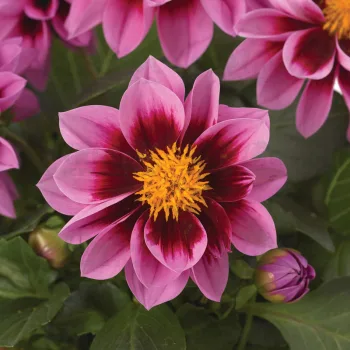 Фото 2
