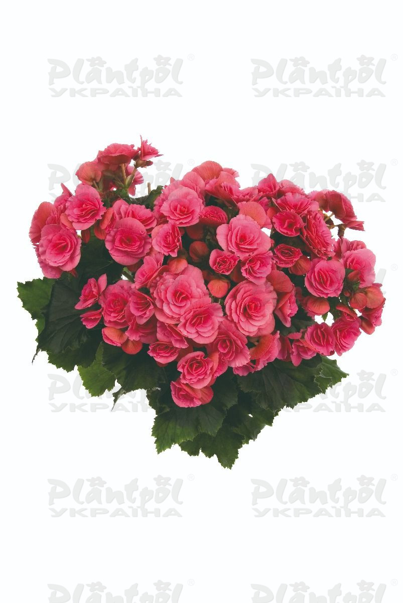 Бегонія Barkos Berseba Pink