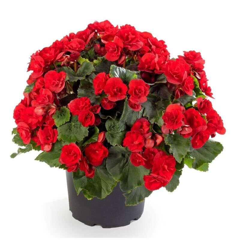 Бегонія Solenia Scarlet