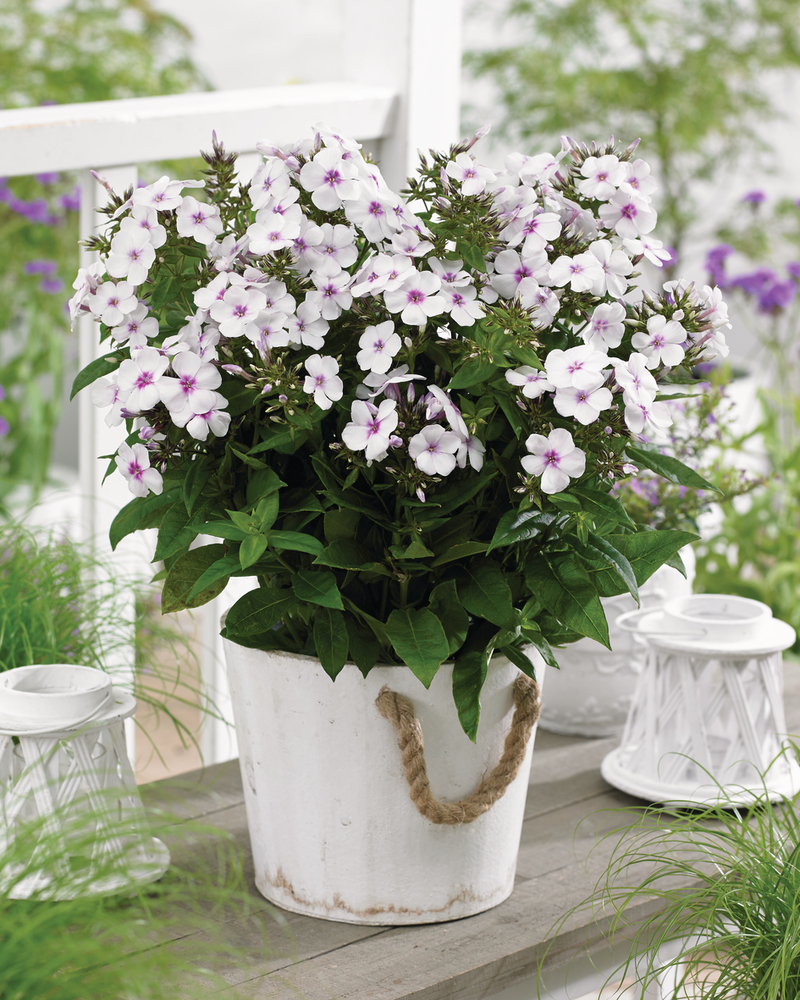Флокс paniculata Famous White with Eye (128 палета/Florensis)