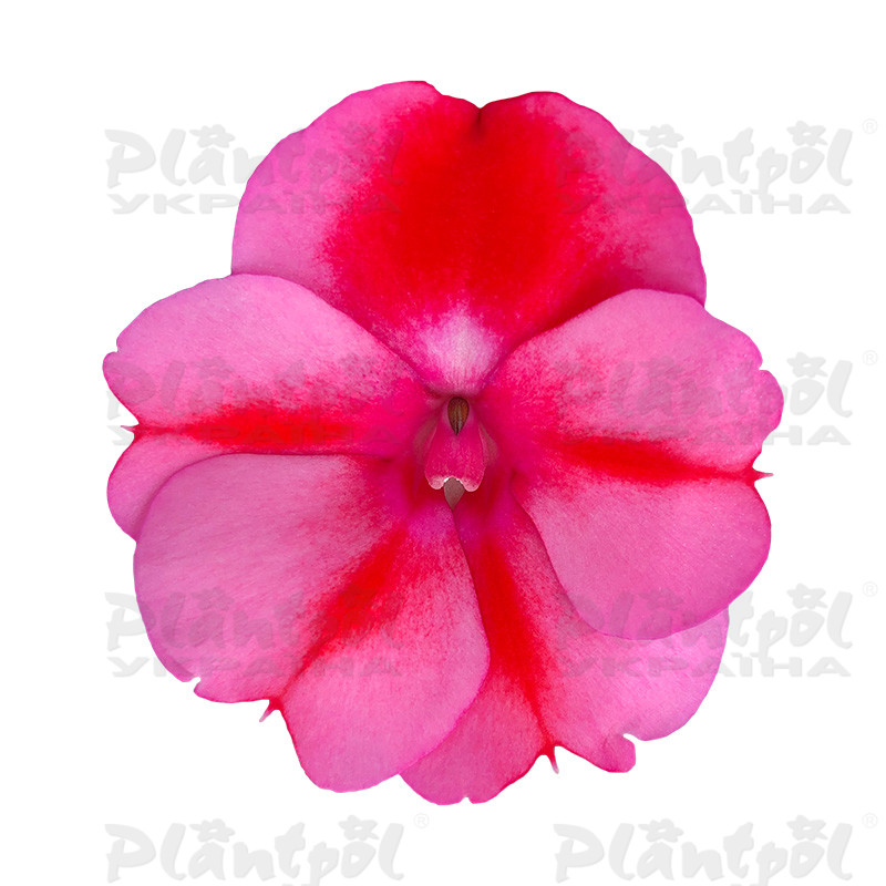 Імпатієнс Sunpatiens Compact Red Candy
