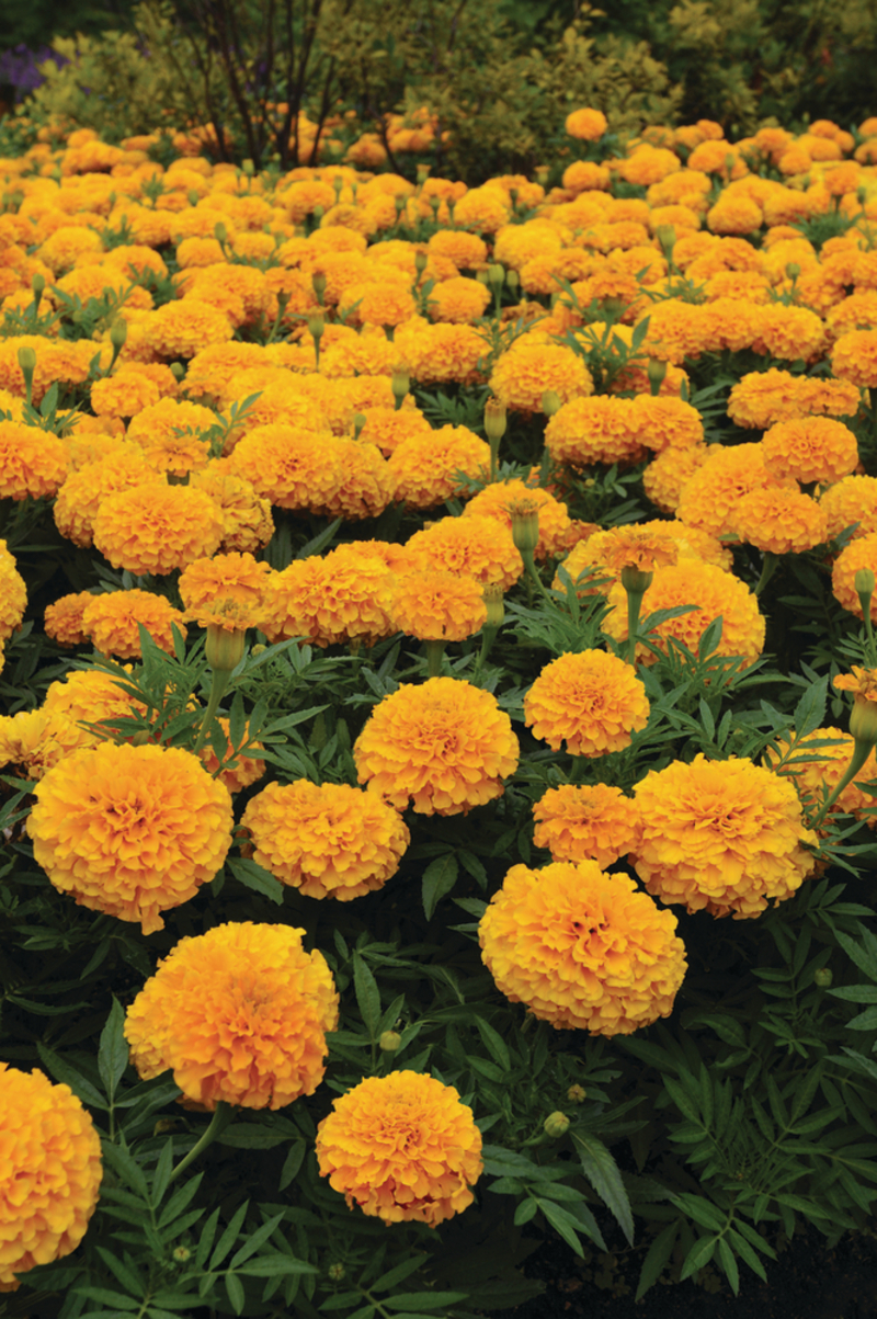 Тагетес великоквітковий erecta Taishan™ Gold (100 палета)