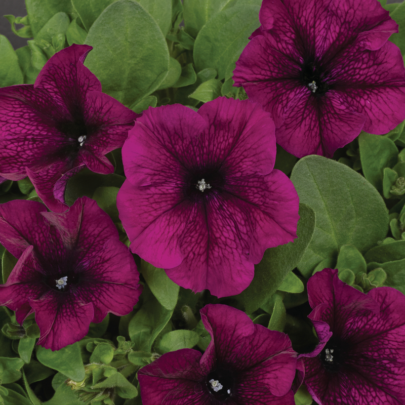 Петунія grandiflora Pacta Parade Burgundy (288 палета/Florensis)