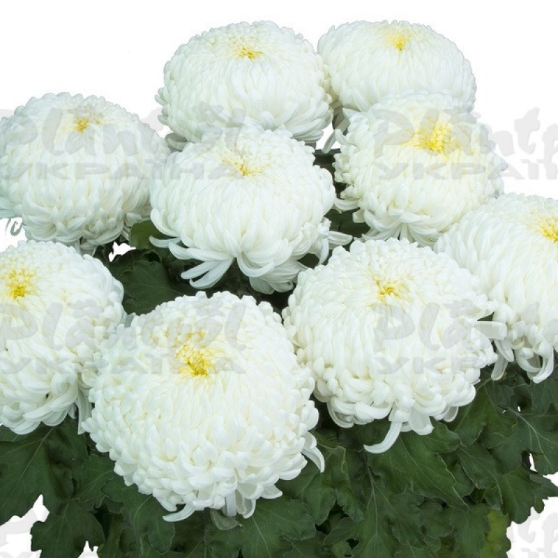 Хризантема великоквіткова горшкова Agora Blanc