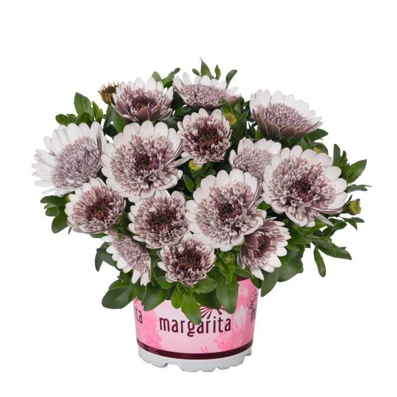 Oстеоспермум Margarita Double White (Vitroflora)