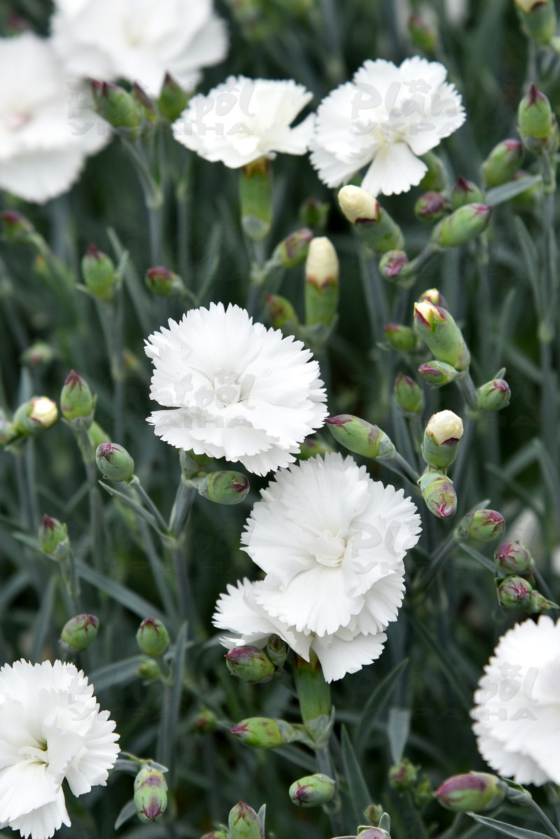 Гвоздика периста Angel of Purity (Vitroflora)