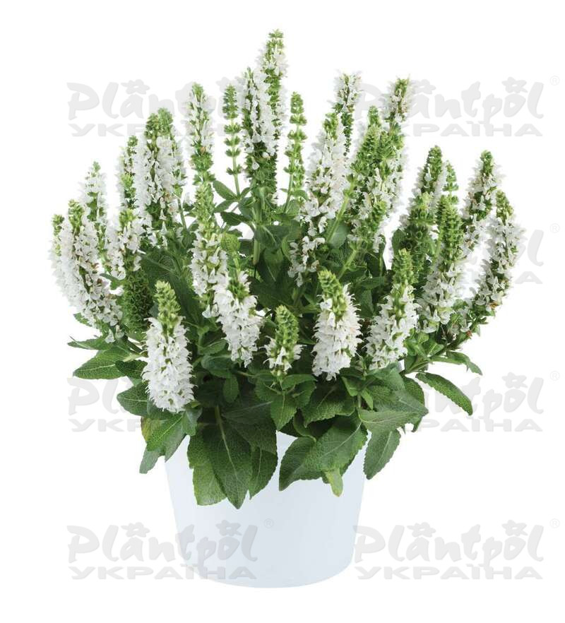 Шавлія Apex White (Plantpol)