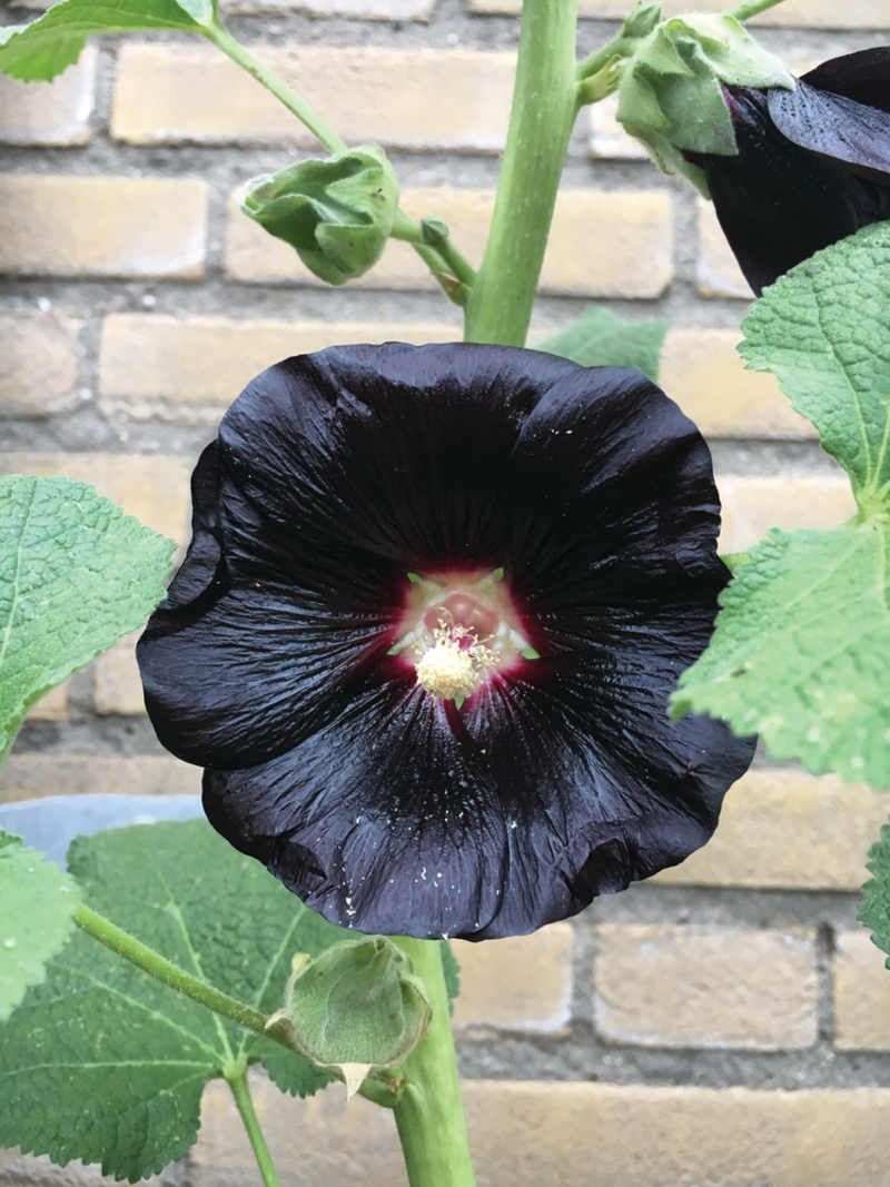 Мальва Nigra (Florensis)