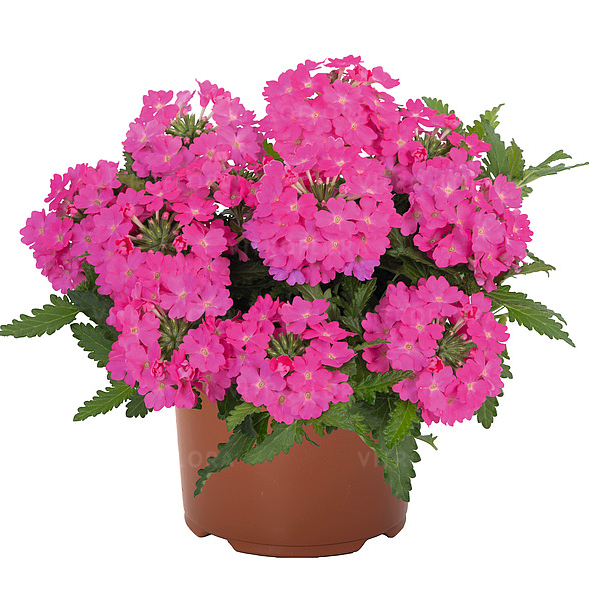 Вербена Lindollena Hot Pink