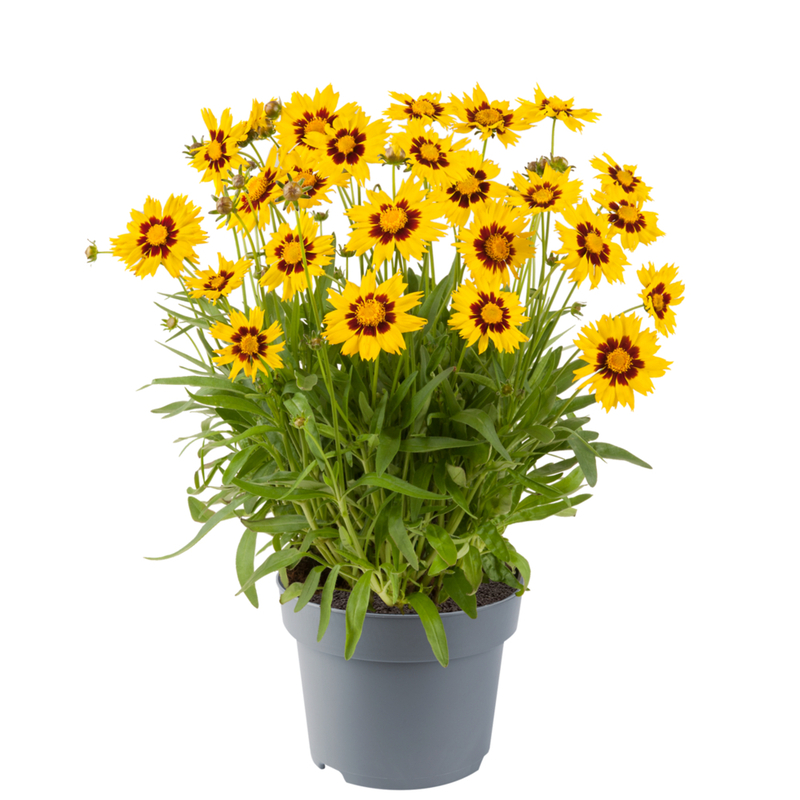 Кореопсис SunKiss Yellow Red (84палета/ Florensis)