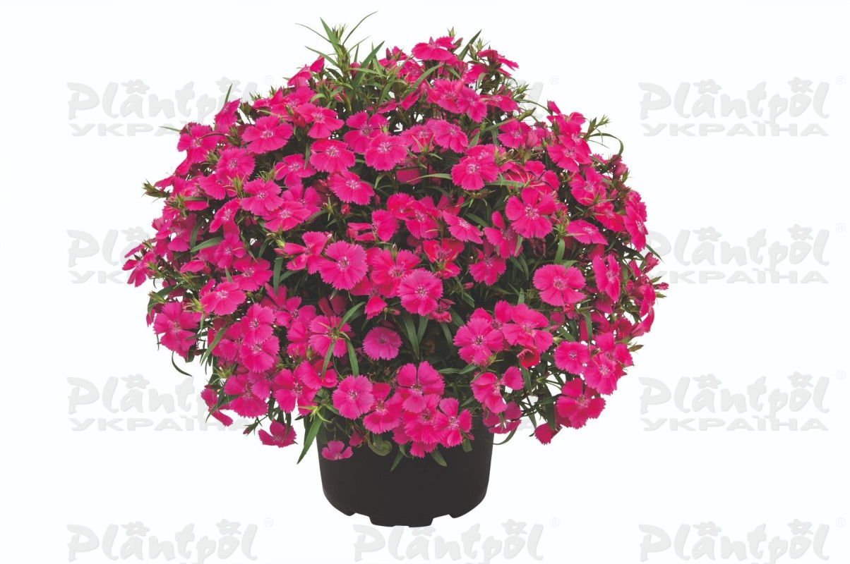 Гвоздика Summer Diamonds Little Rose