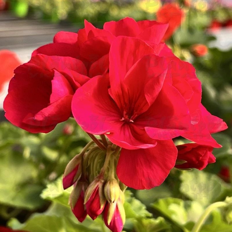 Садовий центр Плантпол-Україна, фото 1