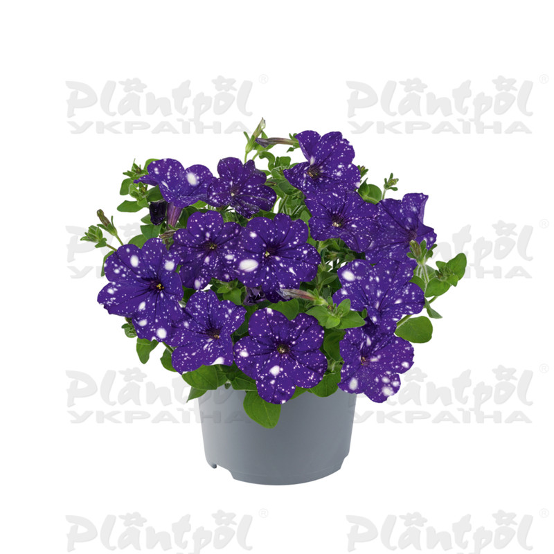 Петунія Dolly Dots Virgo
