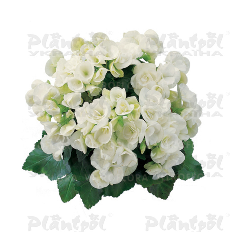 Бегонія Elatior Clara