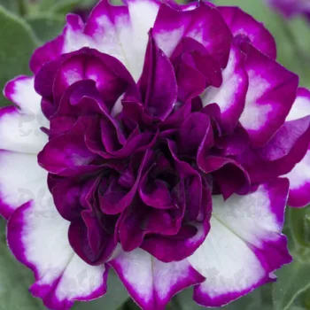Фото 2