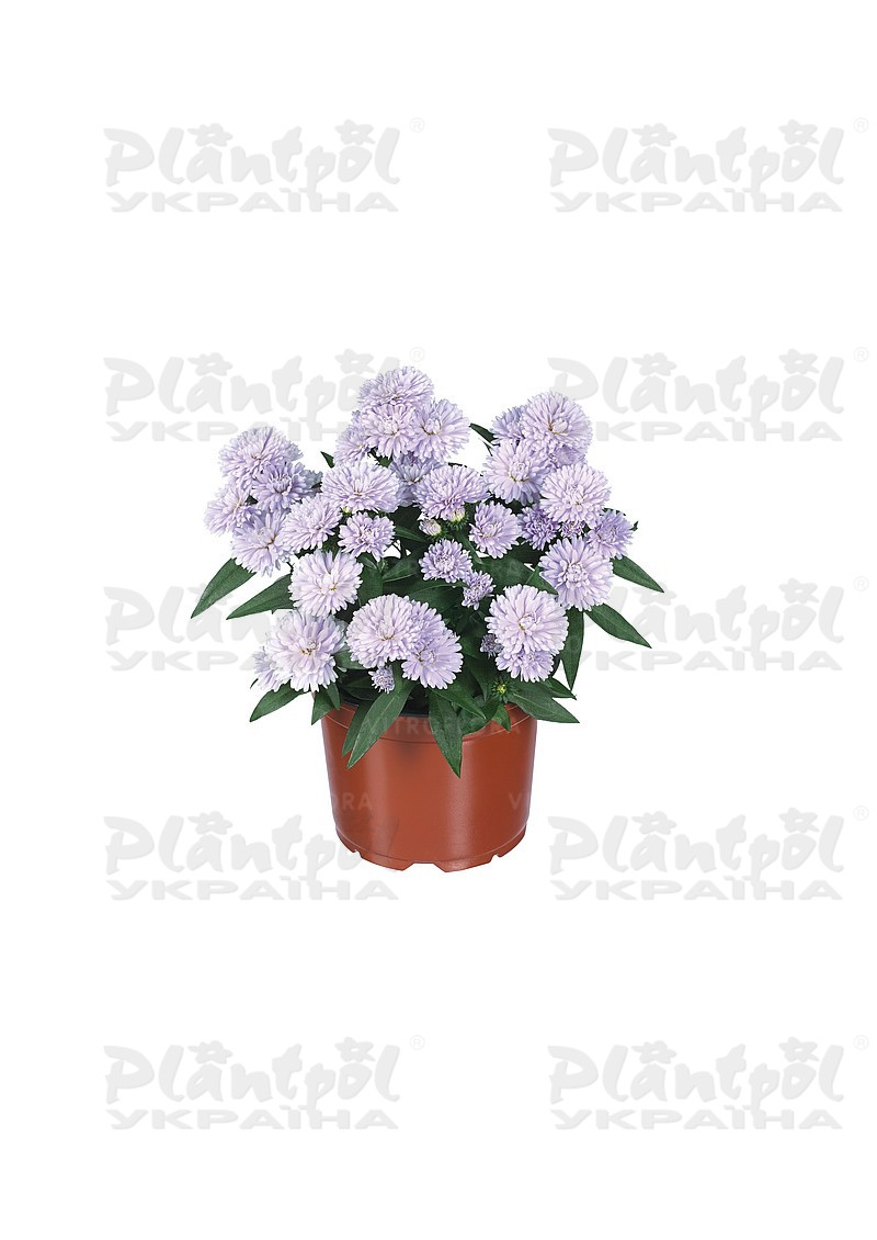 Айстра Showmakers Lilac Sunset