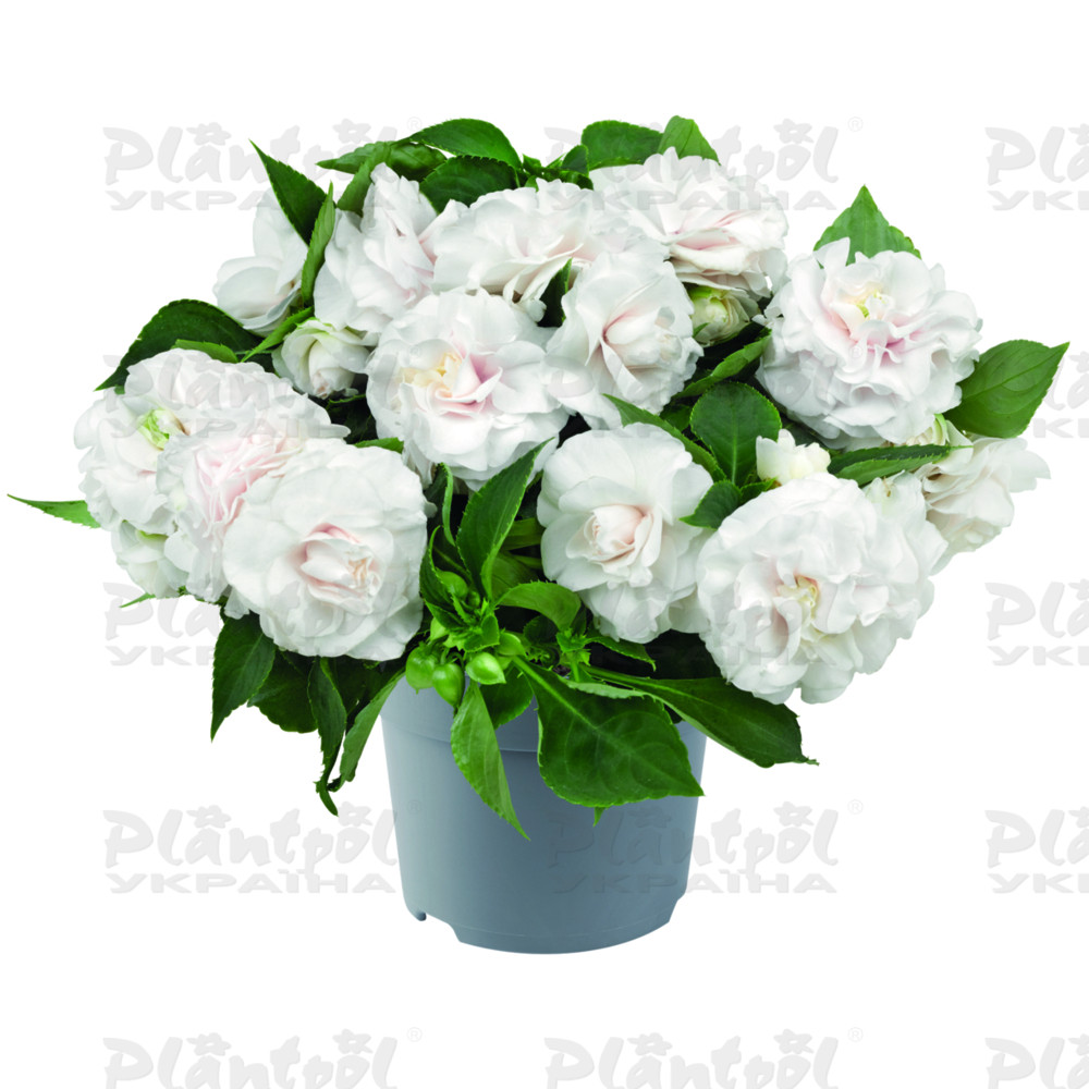 Імпатієнс walleriana Glimmer White (128 палета/Florensis)