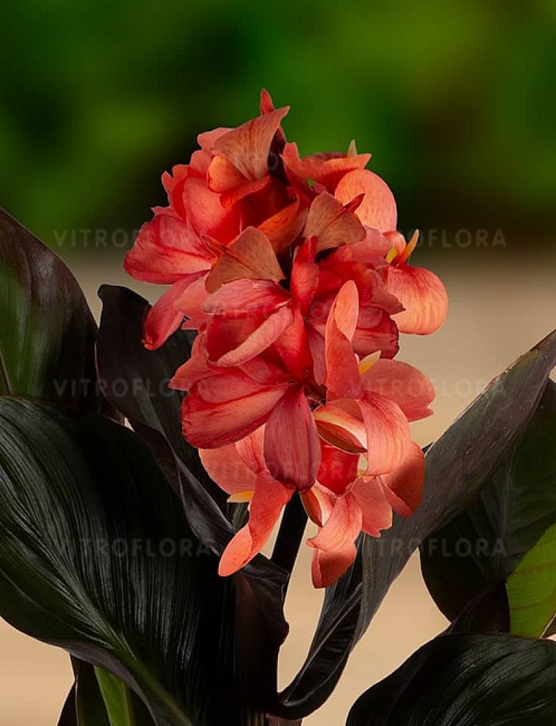 Канна CannaSun Rosita (Vitroflora)