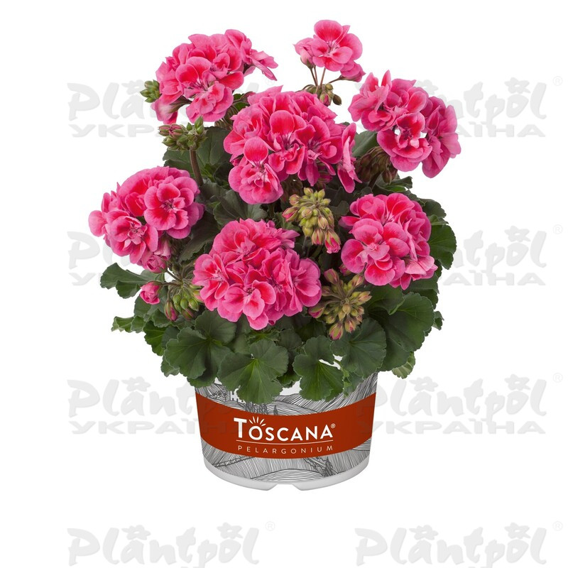 Пеларгонія зональна Dolce Vita Claudio Rose Eye