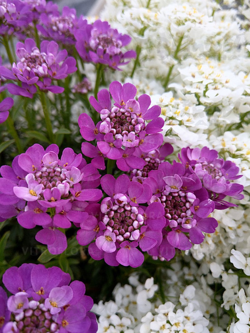 Іберіс Absolutely Amethyst (Vitroflora)