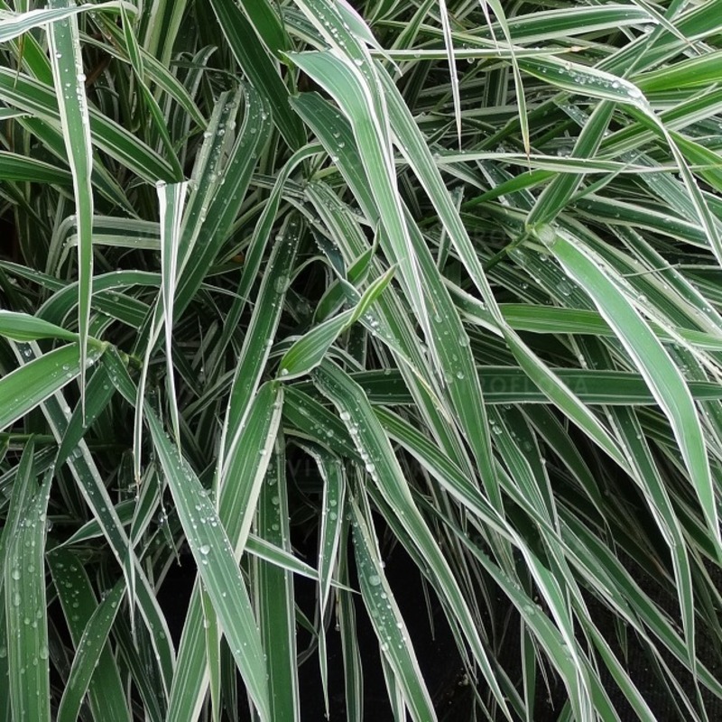 Фаляріс arundinacea Picta (Vitroflora)
