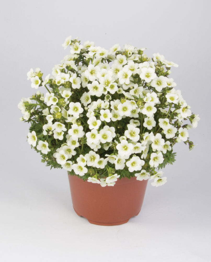 Саксіфрага Marto White (Florensis)