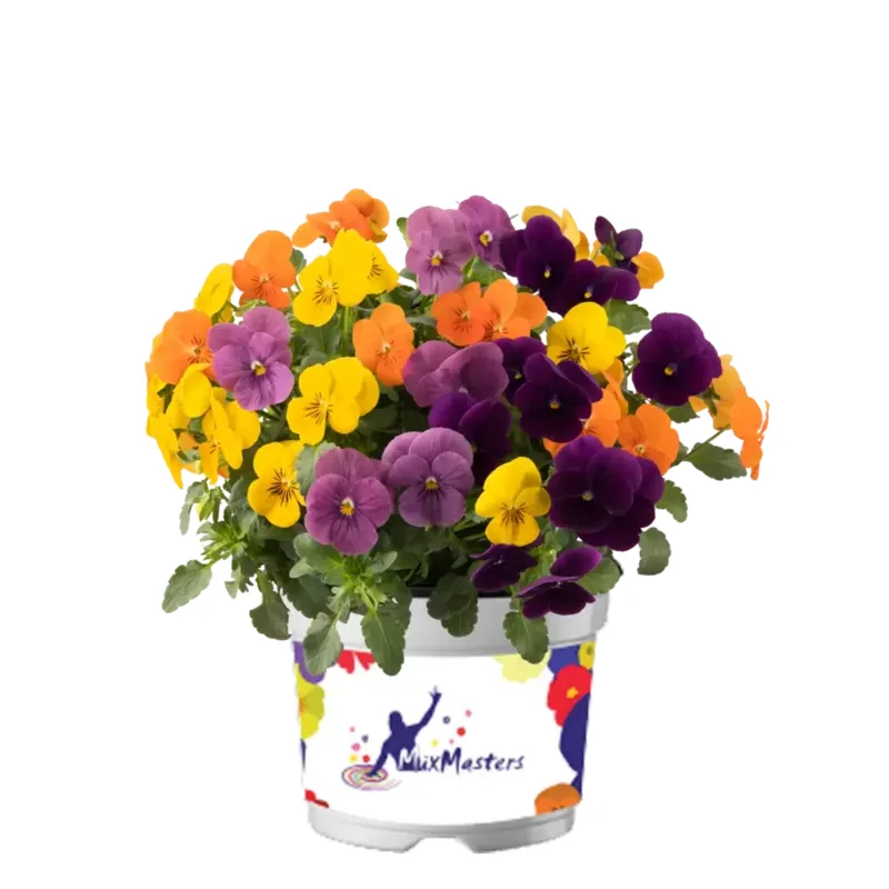 Віола cornuta EVO Mini F1 MixMasters® Tokyo (180 палета/Florensis)