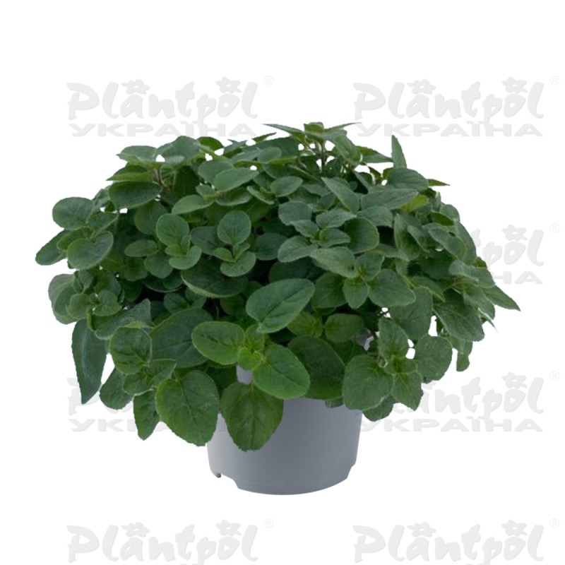 Орегано vulgare Green