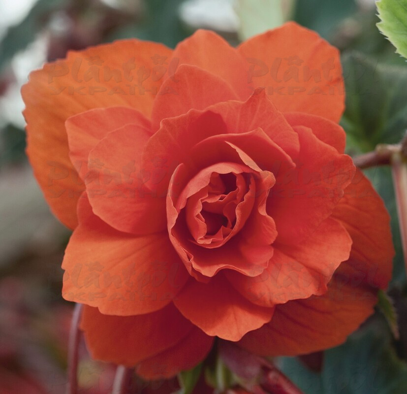 Бегонія Тuberhybrida Illumination® F1 Orange (84 палета/Florensis)