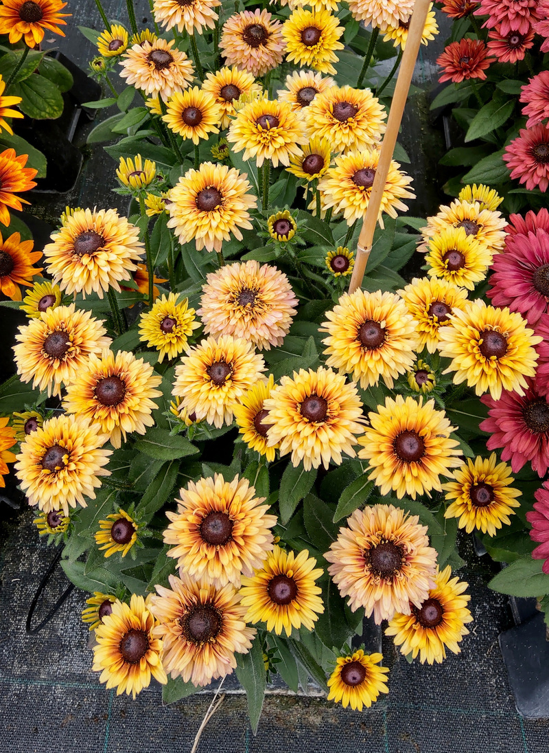 Рудбекія Flamenco® Vanilla (Vitroflora)