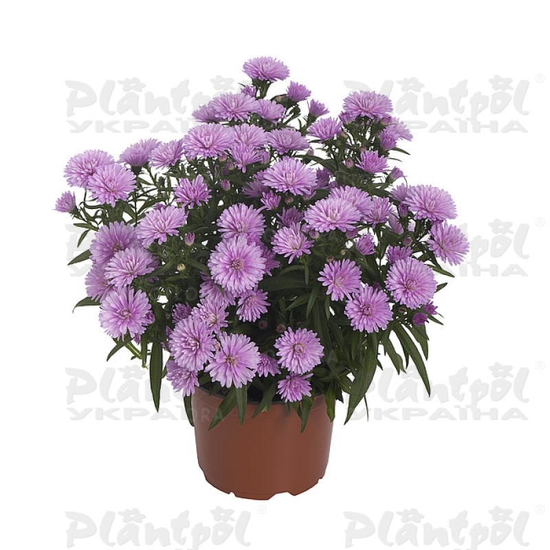 Айстра Showmakers Baby Pink