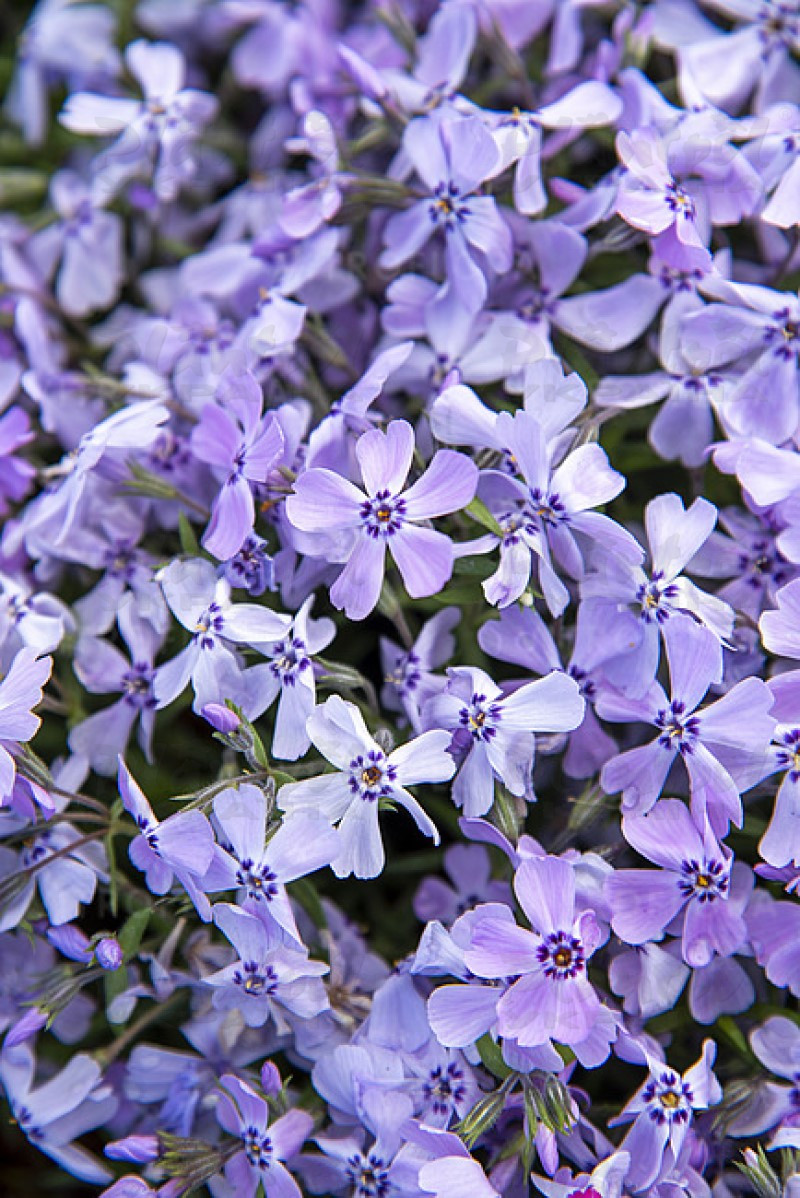 Флокс subulata Benita (Vitroflora)