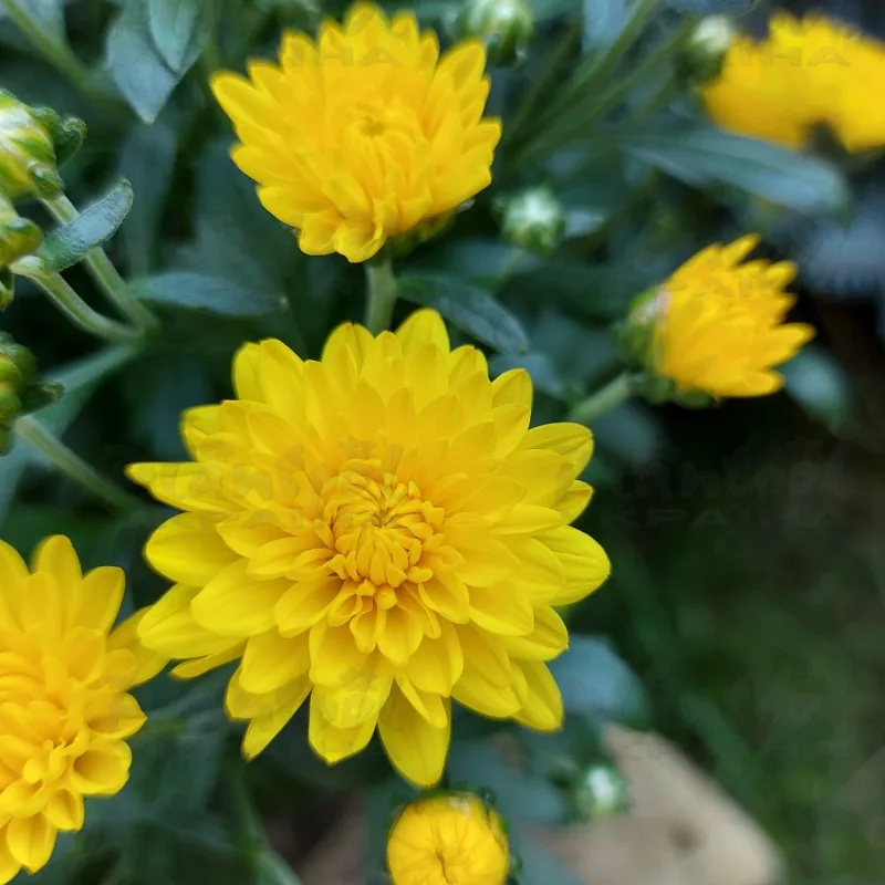 Фото 6